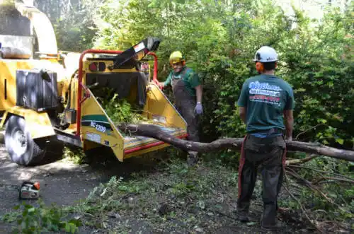 tree services Tracy